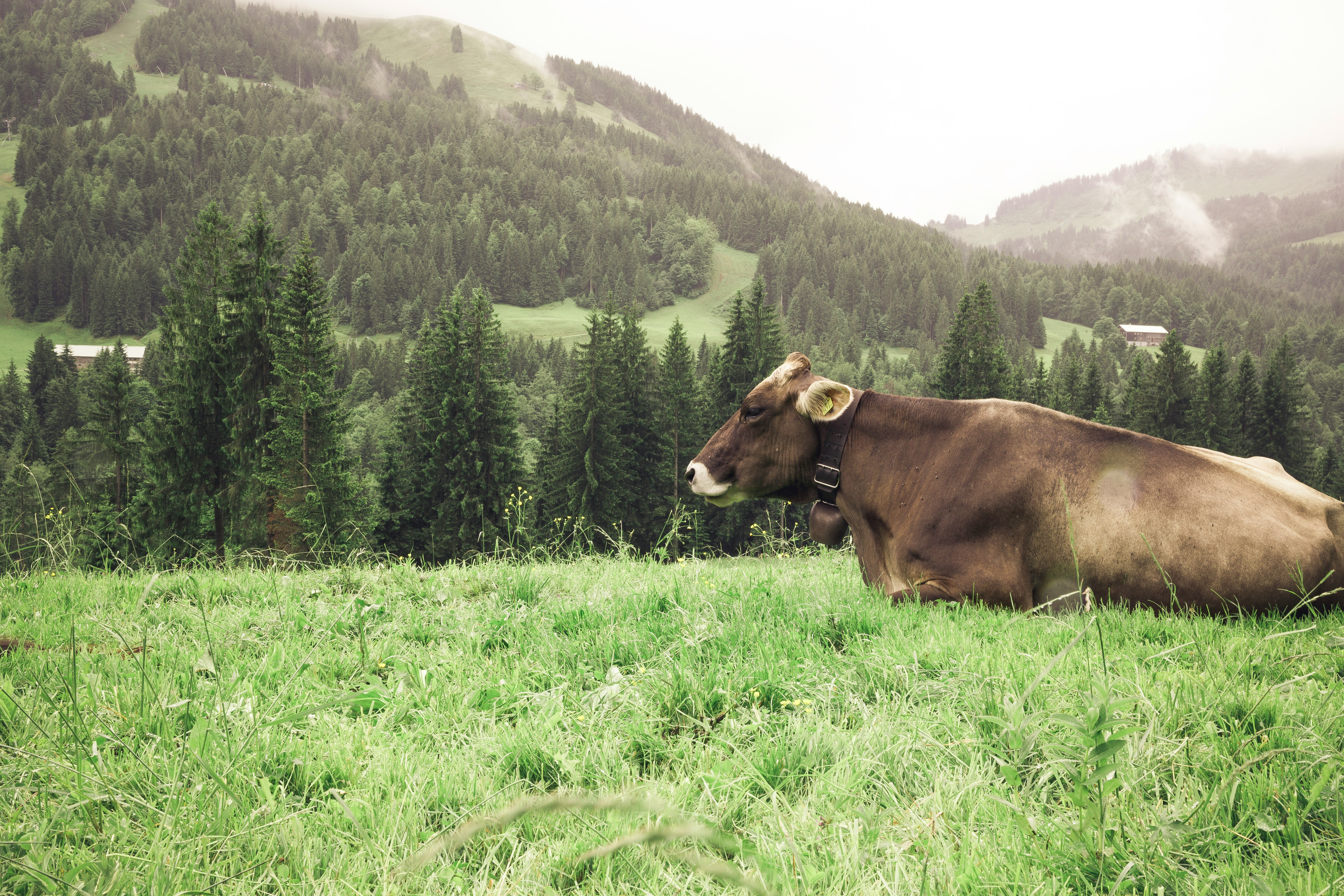 brown cattle on green grass